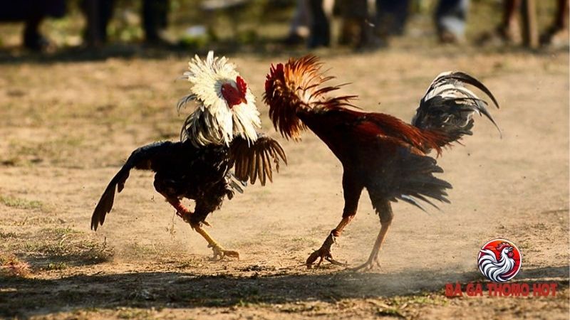 Cách Nuôi Gà Đá Không Bị Hốc - Bí Quyết Giúp Chiến Kê Luôn Khỏe Mạnh